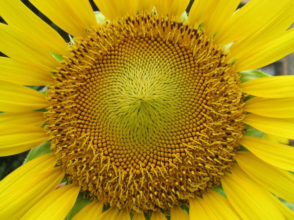 Photograph by SURAJIT SARKAR