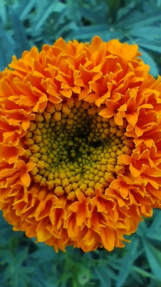 Photograph by Galina Gurskaya