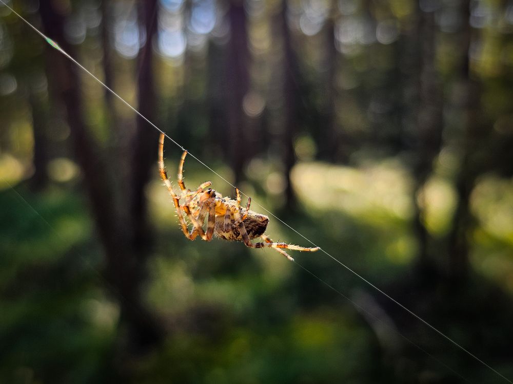 Photograph by Смирнов Сергей