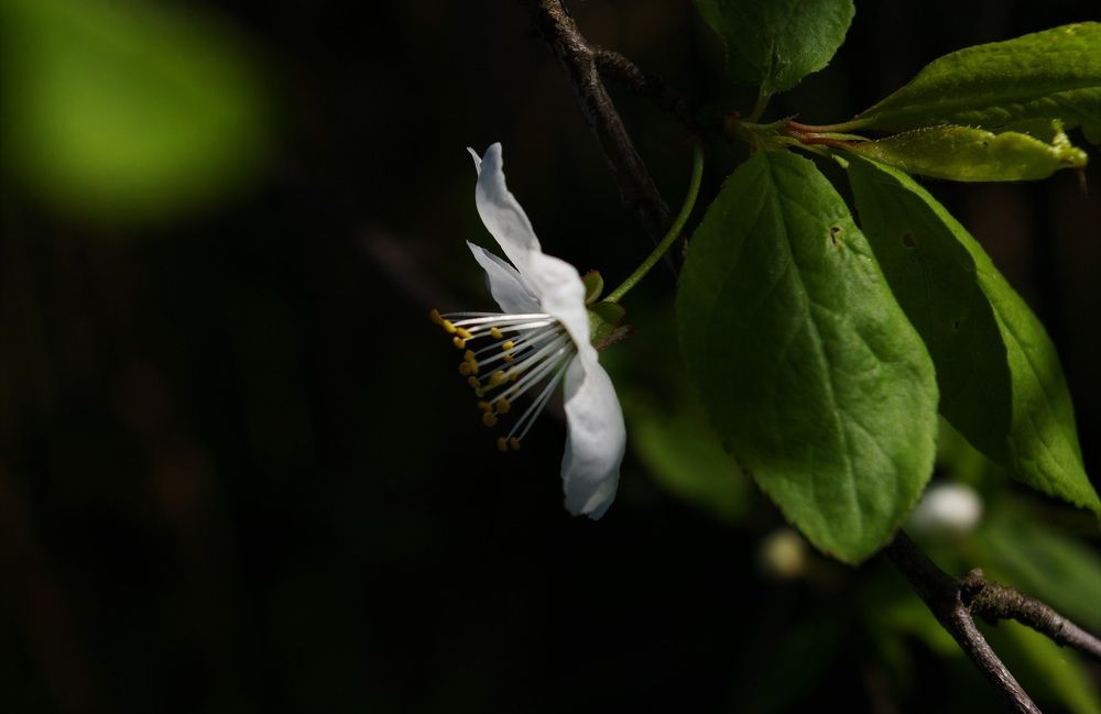 Photograph by Александра Семенас