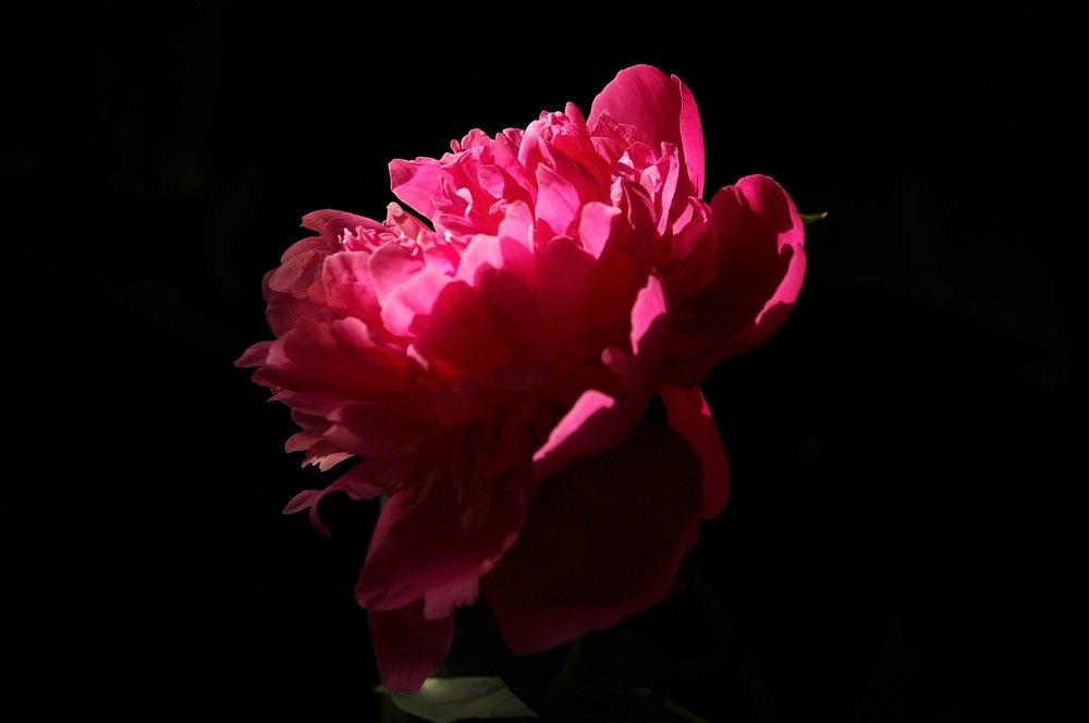 Photograph by Александра Семенас