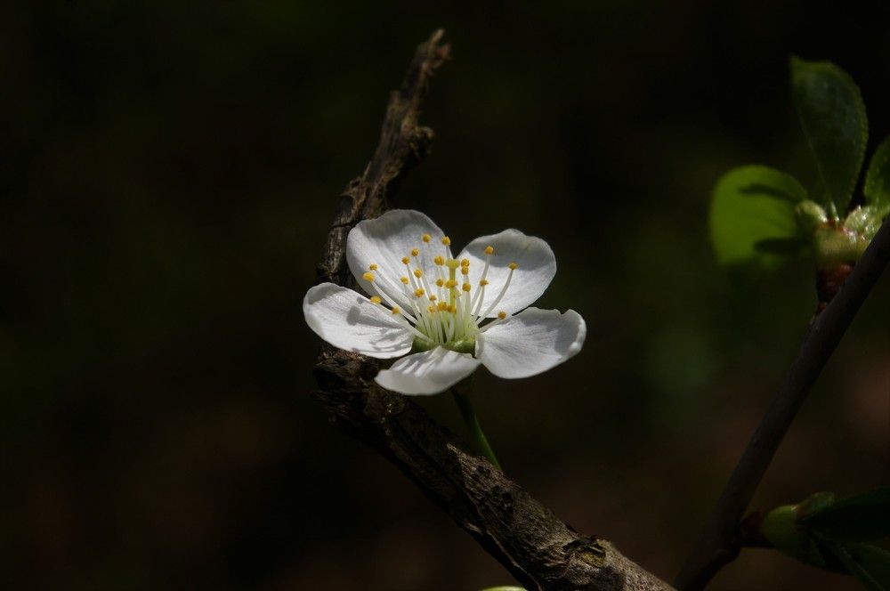 Photograph by Александра Семенас