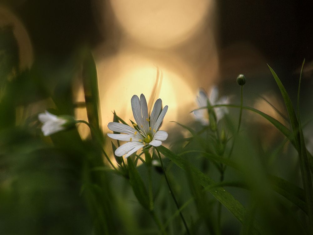 Фотография автора Борис Журавлёв