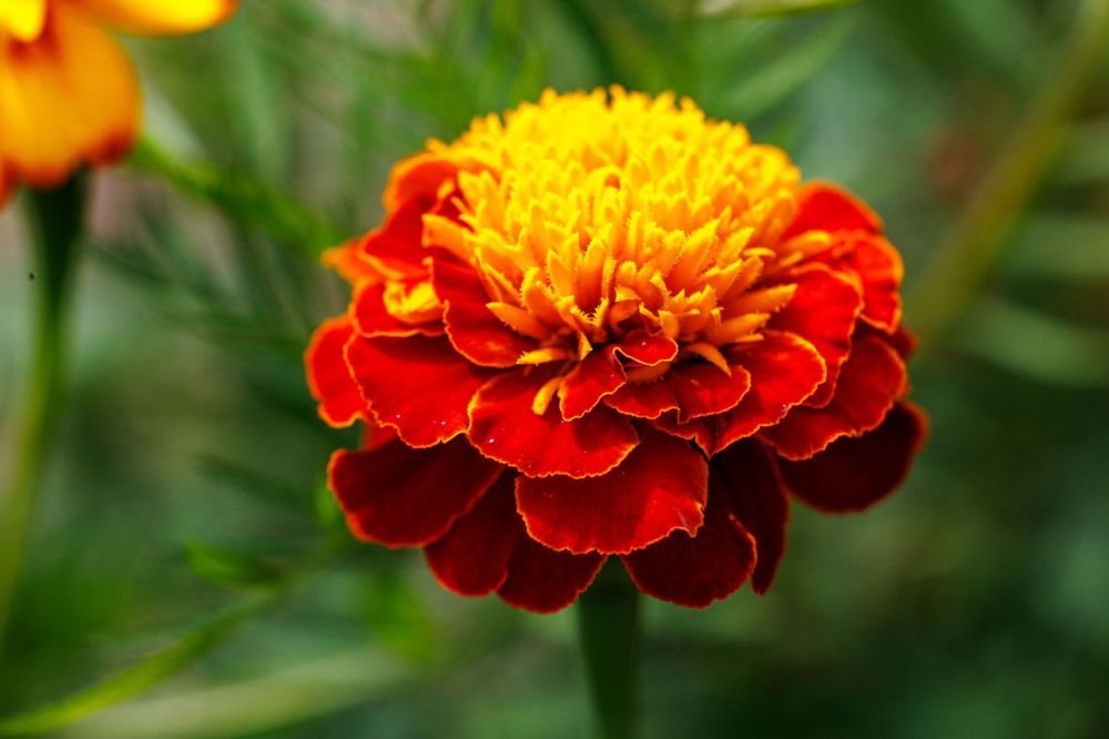 Photograph by Ольга Чибисова