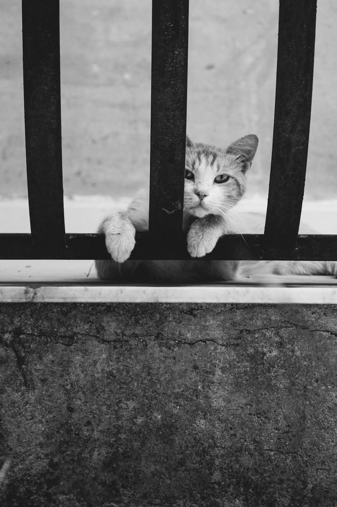 Фотография автора Jessica Azzaro