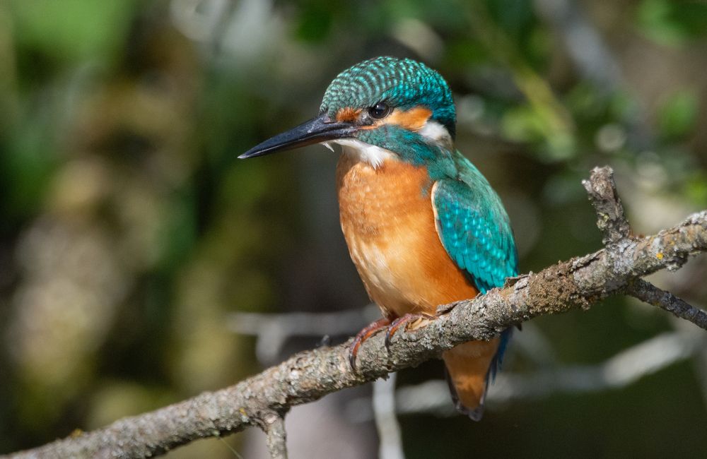 Фотография автора Татьяна Ливеровская
