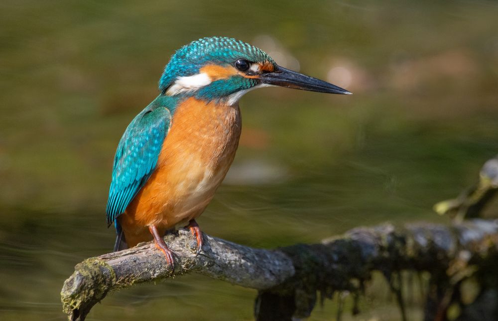 Фотография автора Татьяна Ливеровская