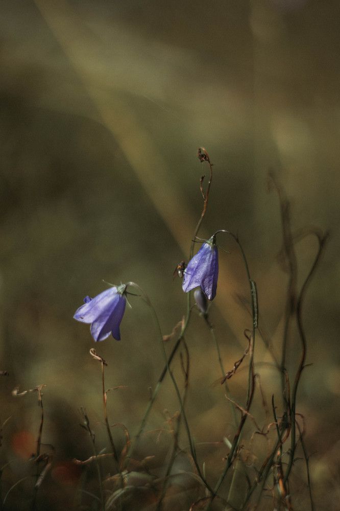 Photograph by Ирина Легкая