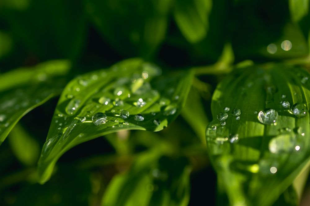 Photograph by Ольга Демидова