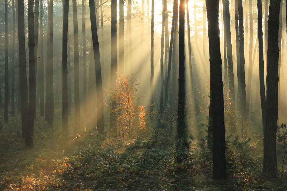 Дыхание осени