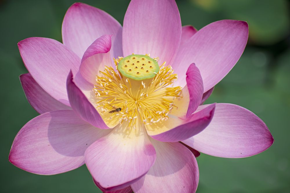 Photograph by Irina Luidinshina