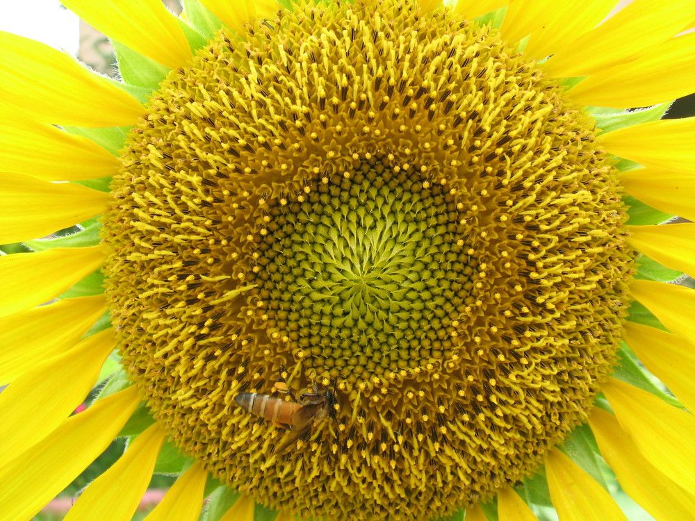 Photograph by SURAJIT SARKAR