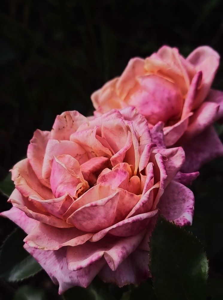 Photograph by Gr Marie