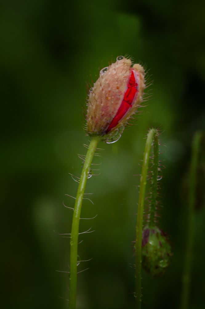 Photograph by Денис Дорошенко
