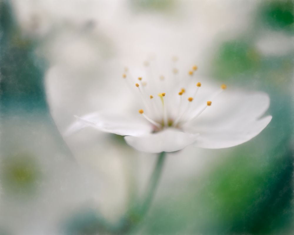 Photograph by Dmitry Ishniyazov