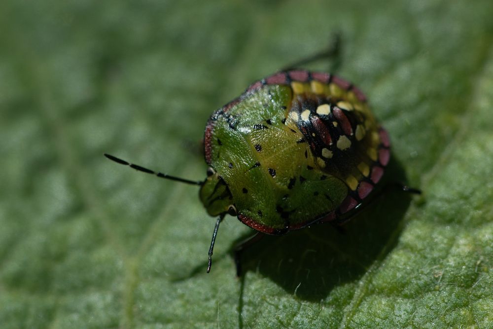 Черепашка в малине