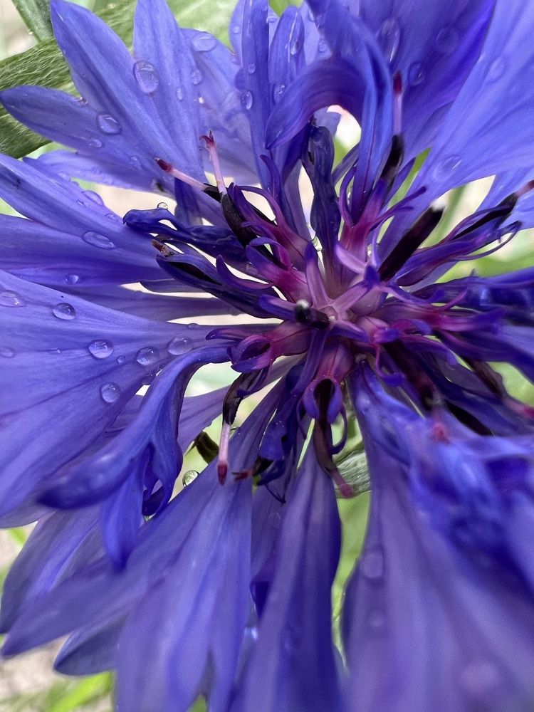 Photograph by Елена Змейкова