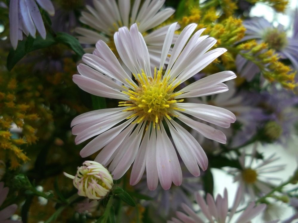 Фотография автора Клавдия Васильева