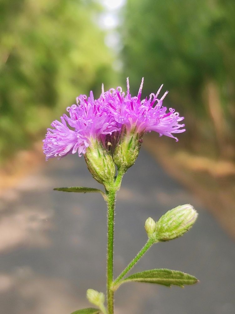 Photograph by Sanatan Sadhu