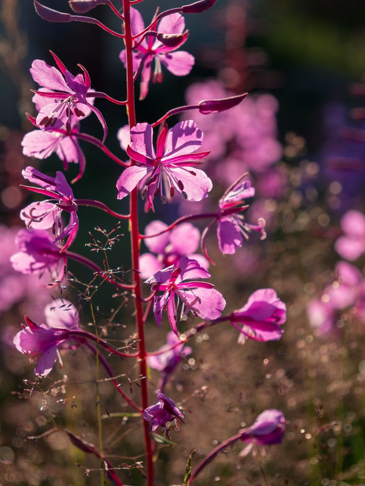 Photograph by Шейко Анна