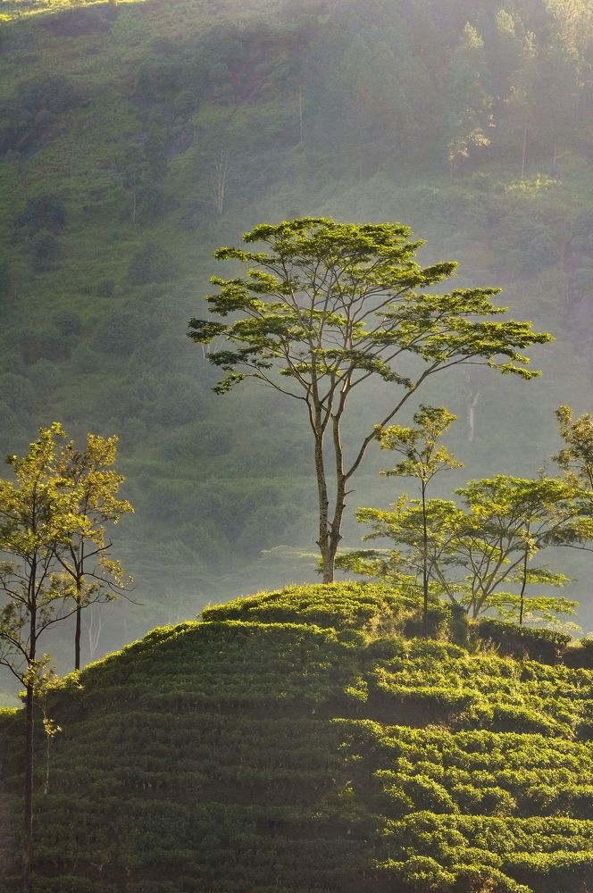 Photograph by M.Maleesha Sathsara Perera