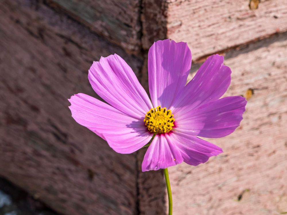 Photograph by Никита Борзов