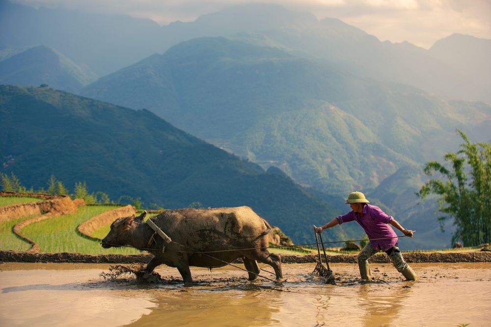 Working on the terraced field