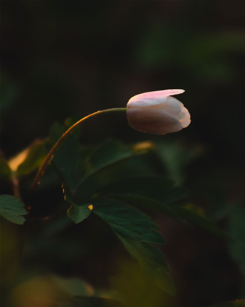 Photograph by Анастасия Черкасова