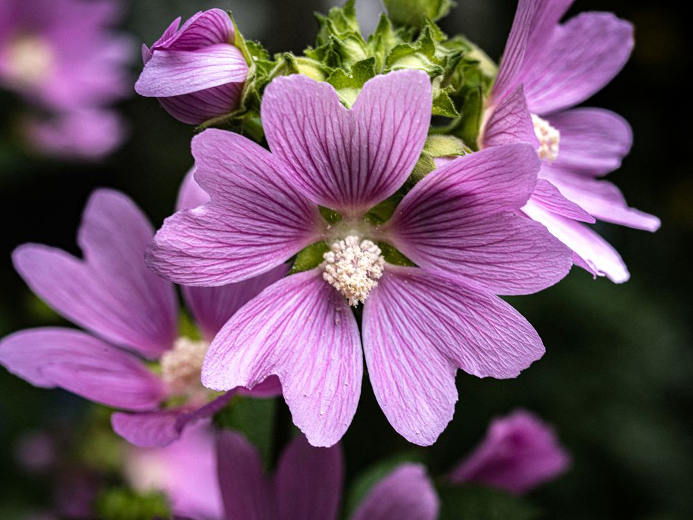 Photograph by Aleksandr Belov