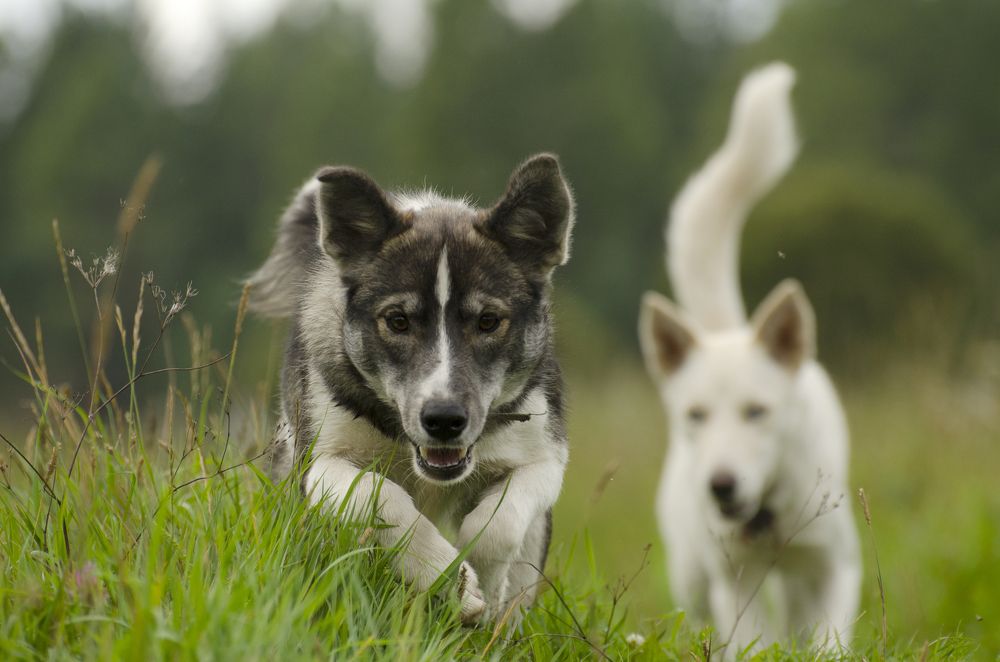 Photograph by Эльвира Быкова