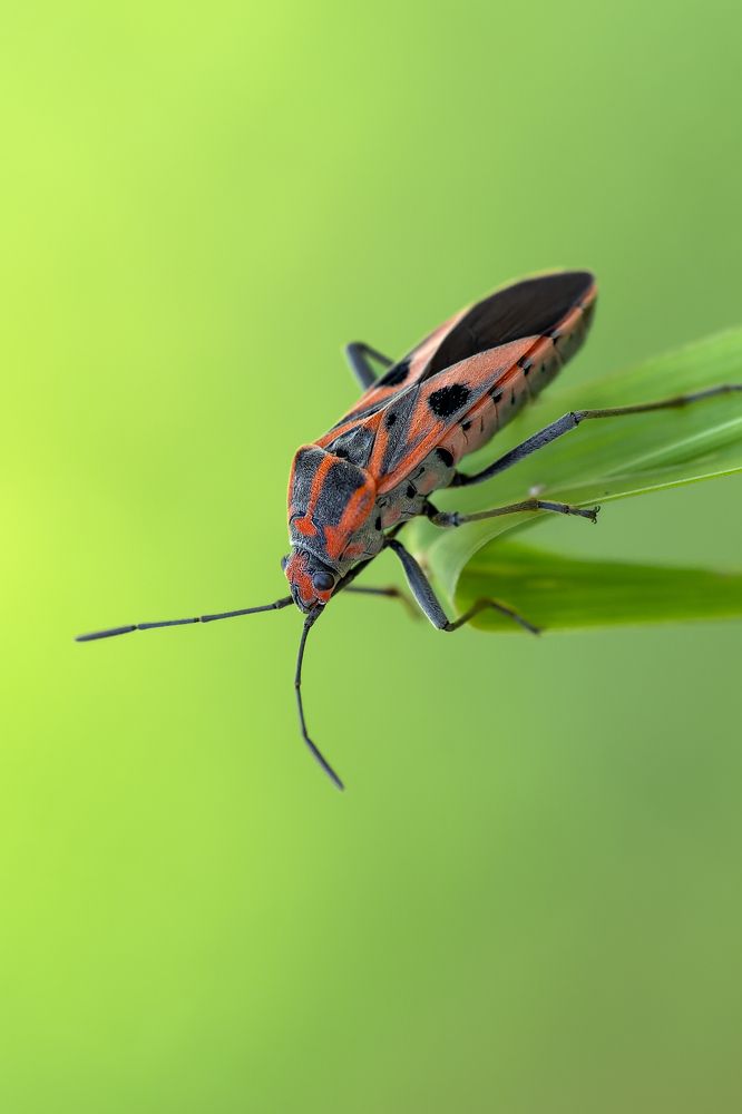 Soap berry bug