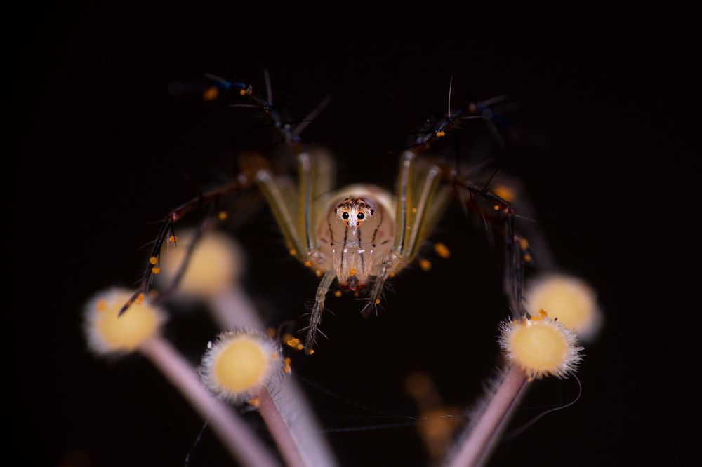 Lynx spider