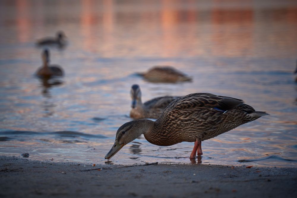 Photograph by Юрий Линевич