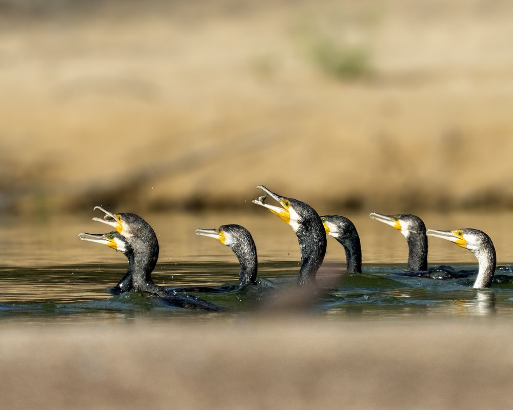 Photograph by Joshy Varghese