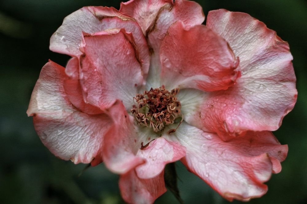 Фотография автора Кристина Тяттэ