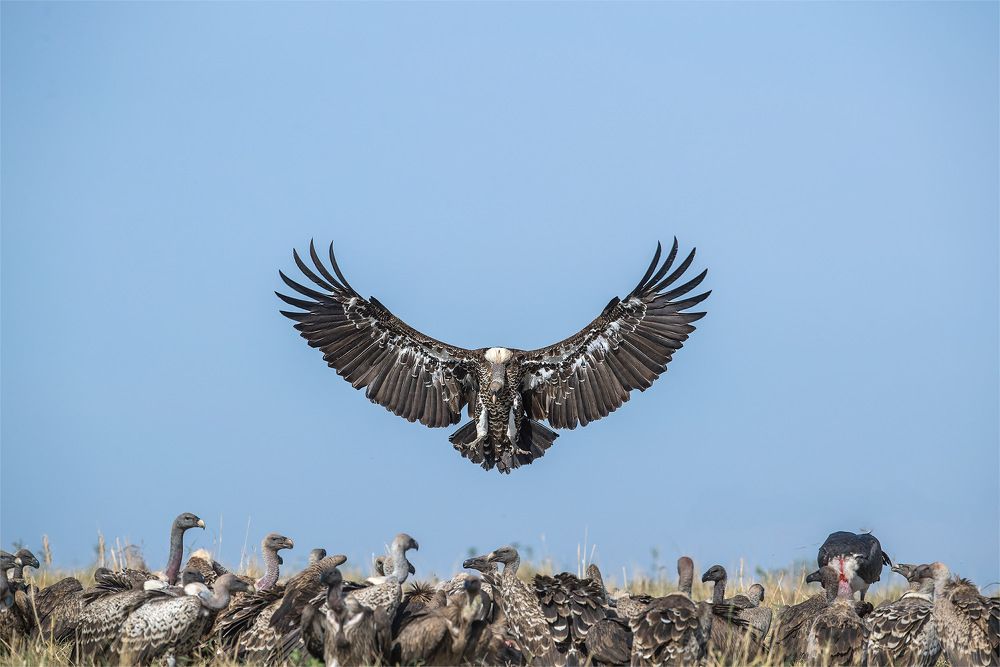 Photograph by  Mohammed Sajith Vellanchola