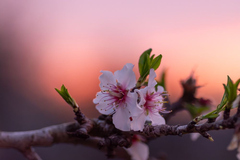 Photograph by esti lahat