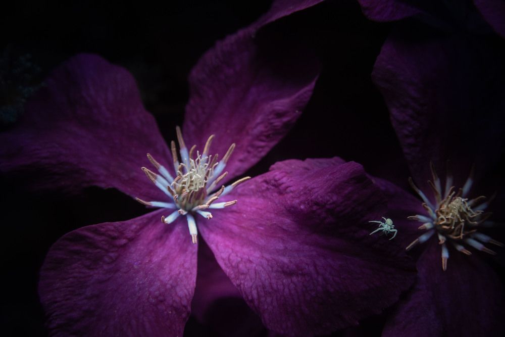 Клематис лунной ночью