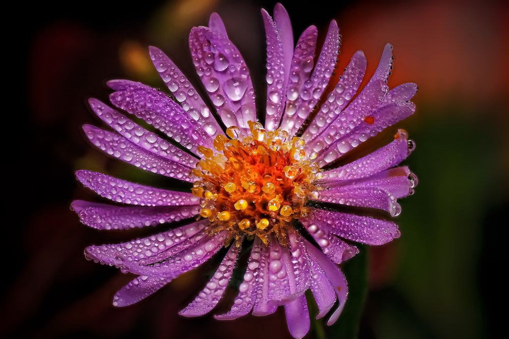 Photograph by Савчук Анатолий