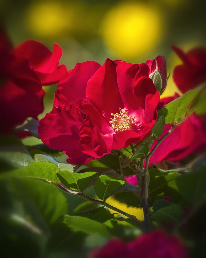 Photograph by Сарапулов Игорь