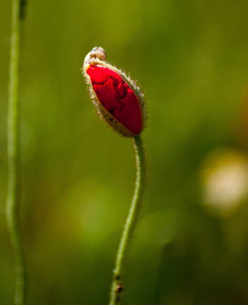 Фотография автора Pavel Bernshtam