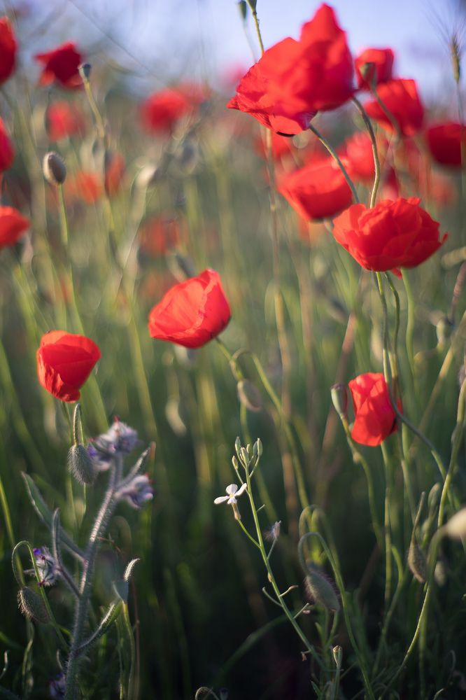 Фотография автора Pavel Bernshtam