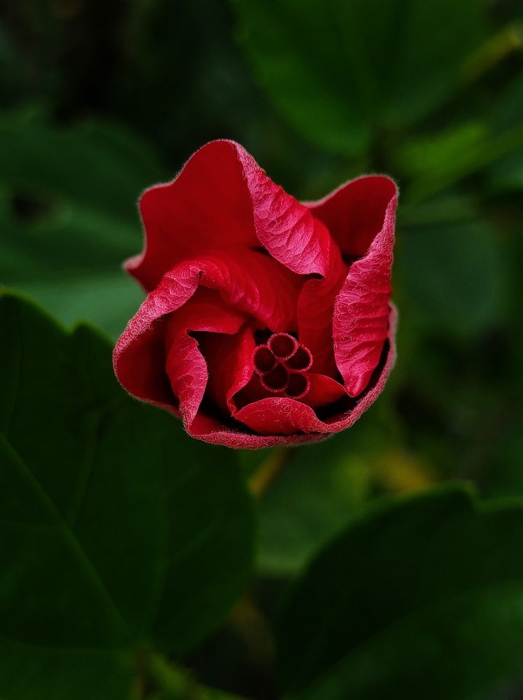 Hibiscus