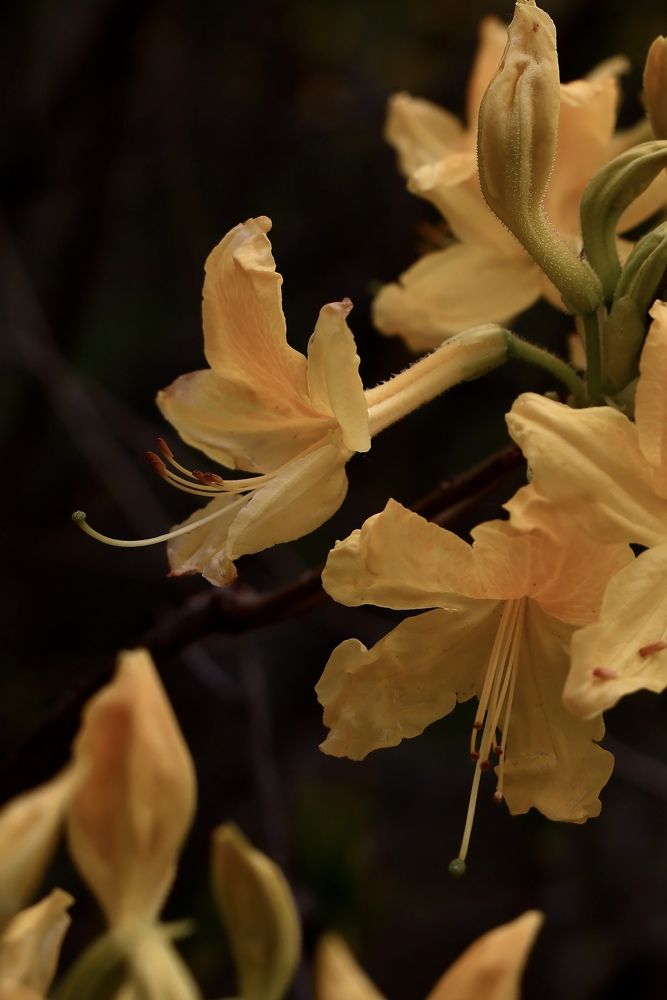 Photograph by Евгения Казакова