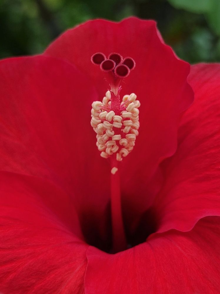 Hibiscus