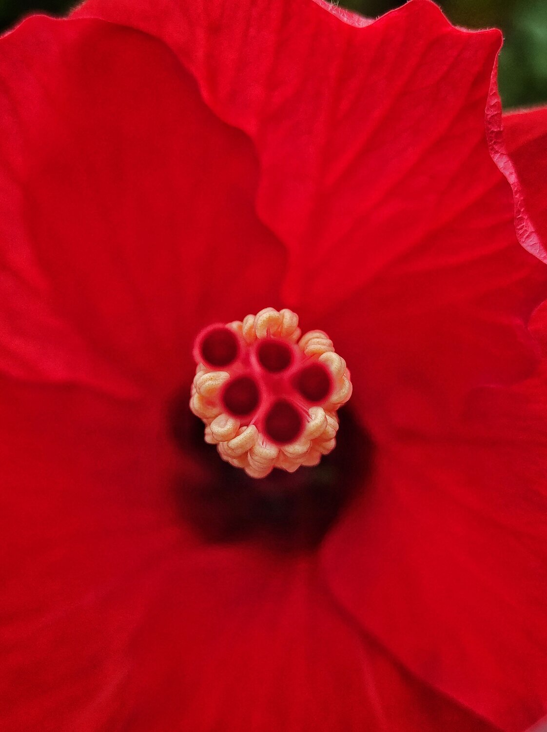 Hibiscus