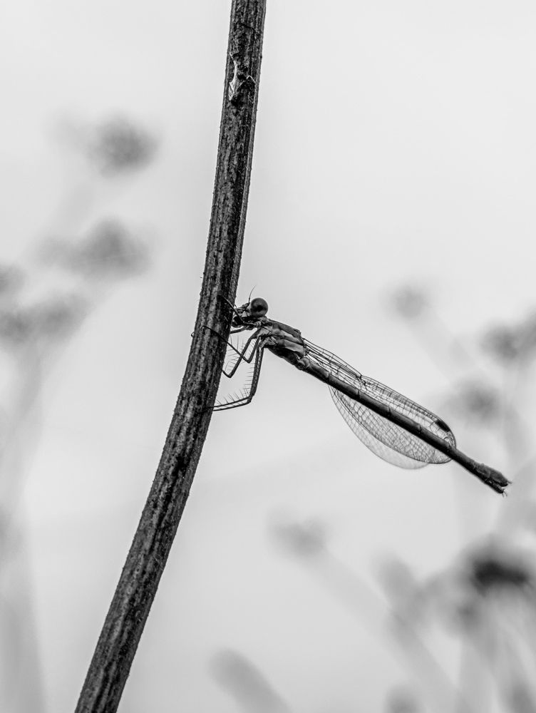 Photograph by Юлия Смирнова