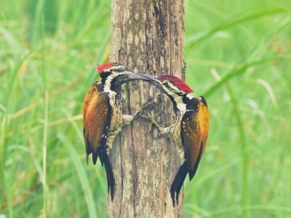 Photograph by Sathishkumar S