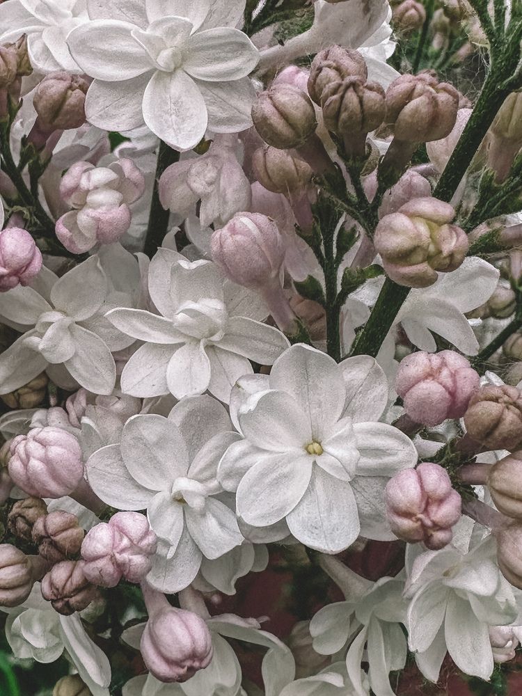 Photograph by Мария Петрова