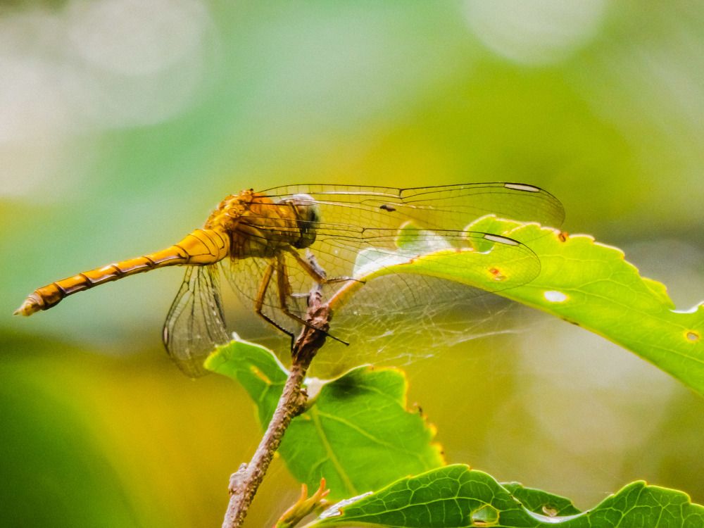 Photograph by Pawan Guruge